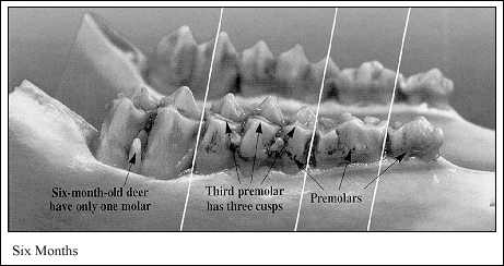 JPG-Jaw at six months