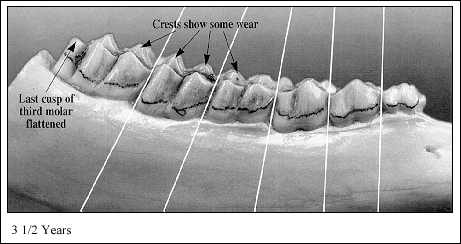 JPG-Jaw at 3-1/2; Years