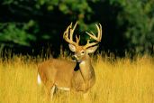 Michigan Deer Huntng