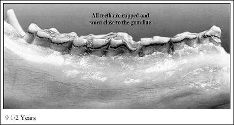 JPG-Jaw at 9-1/2; Years