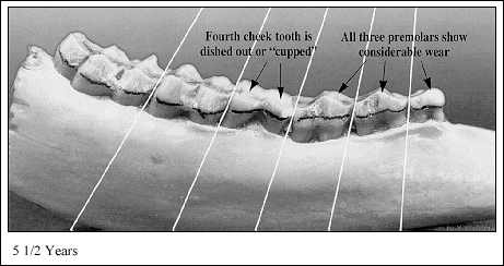 JPG-Jaw at 5-1/2; Years and Older