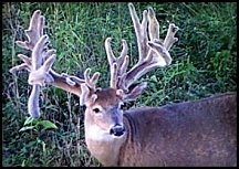 iowa buck